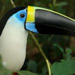 Tucano